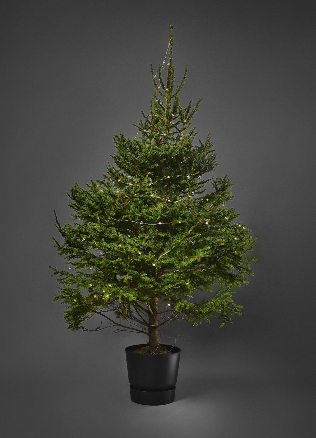 5ftTree_Vert.jpg