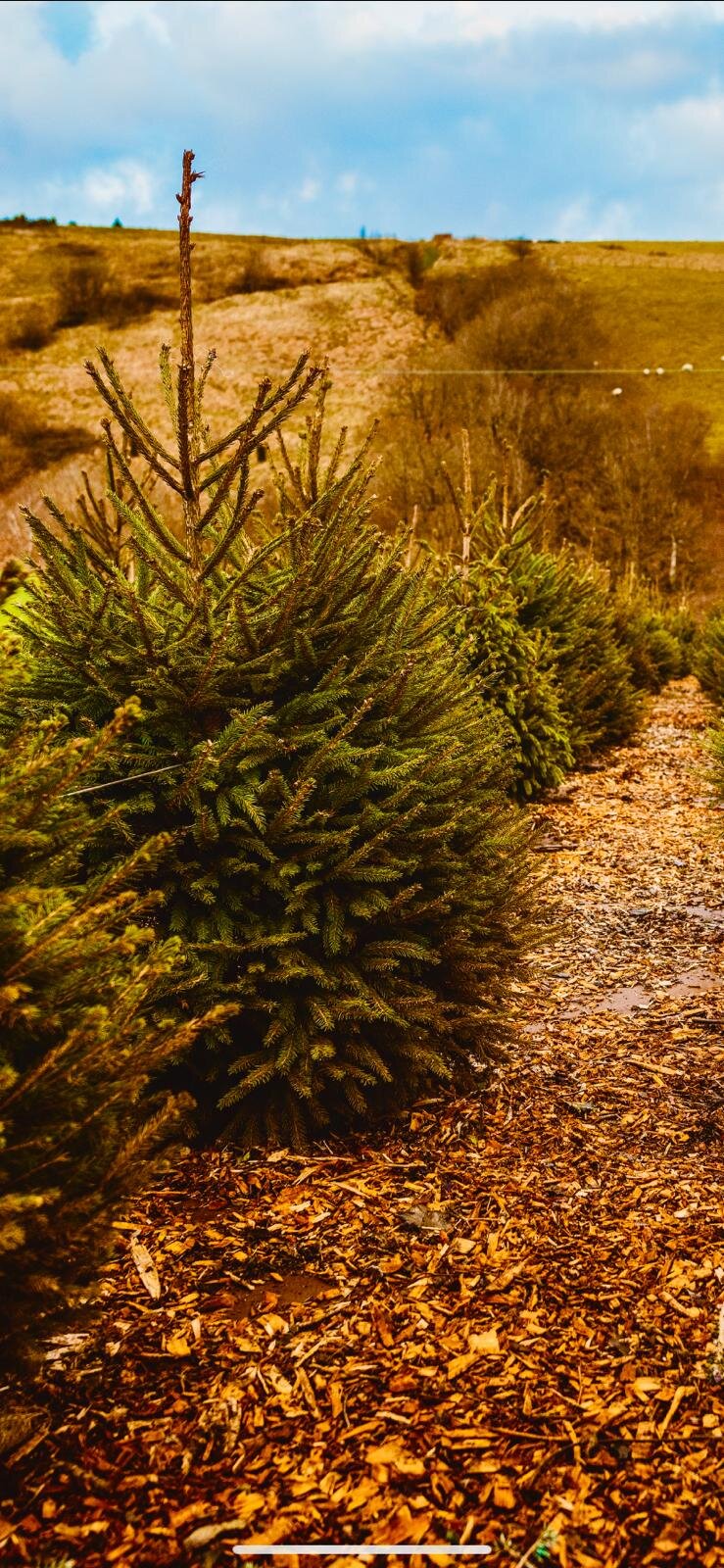 5-6ft trees standing proud on the tops of Todmorden